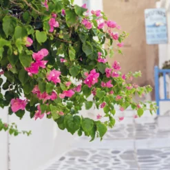 Bougainvillea rosa - Mediterrane Blütenpracht
