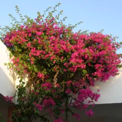 Bougainvillea rosa - Mediterrane Blütenpracht