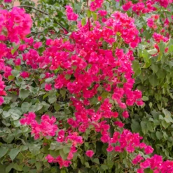 Bougainvillea rosa - Mediterrane Blütenpracht