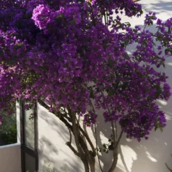 Bougainvillea ‘Violet de Meze’ - Mediterranes Flair sofort