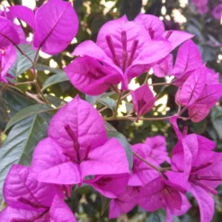 Bougainvillea ‘Violet de Meze’ - Mediterranes Flair sofort