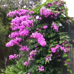 Bougainvillea ‘Violet de Meze’ - Mediterranes Flair sofort