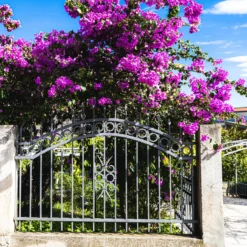 Bougainvillea ‘Violet de Meze’ - Mediterranes Flair sofort