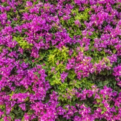 Bougainvillea violett - Mediterranes Flair sofort