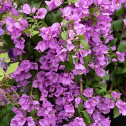 Bougainvillea violett - Mediterranes Flair sofort