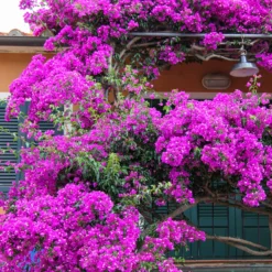 Bougainvillea violett - Mediterranes Flair sofort