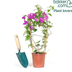 Bougainvillea violett - Mediterranes Flair sofort