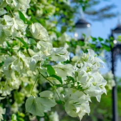 Bougainvillea weiß - Weiße Blütenwolke garantiert