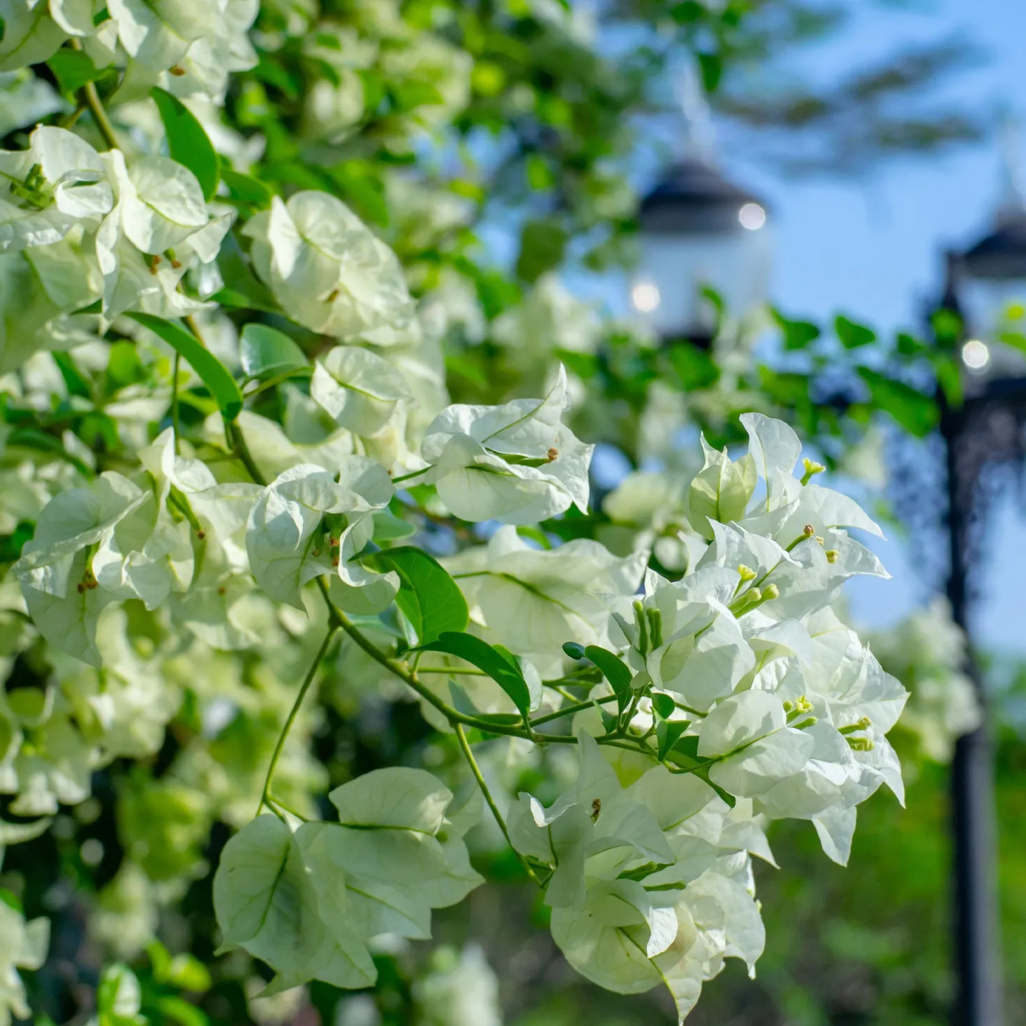 Bougainvillea weiß - Weiße Blütenwolke garantiert