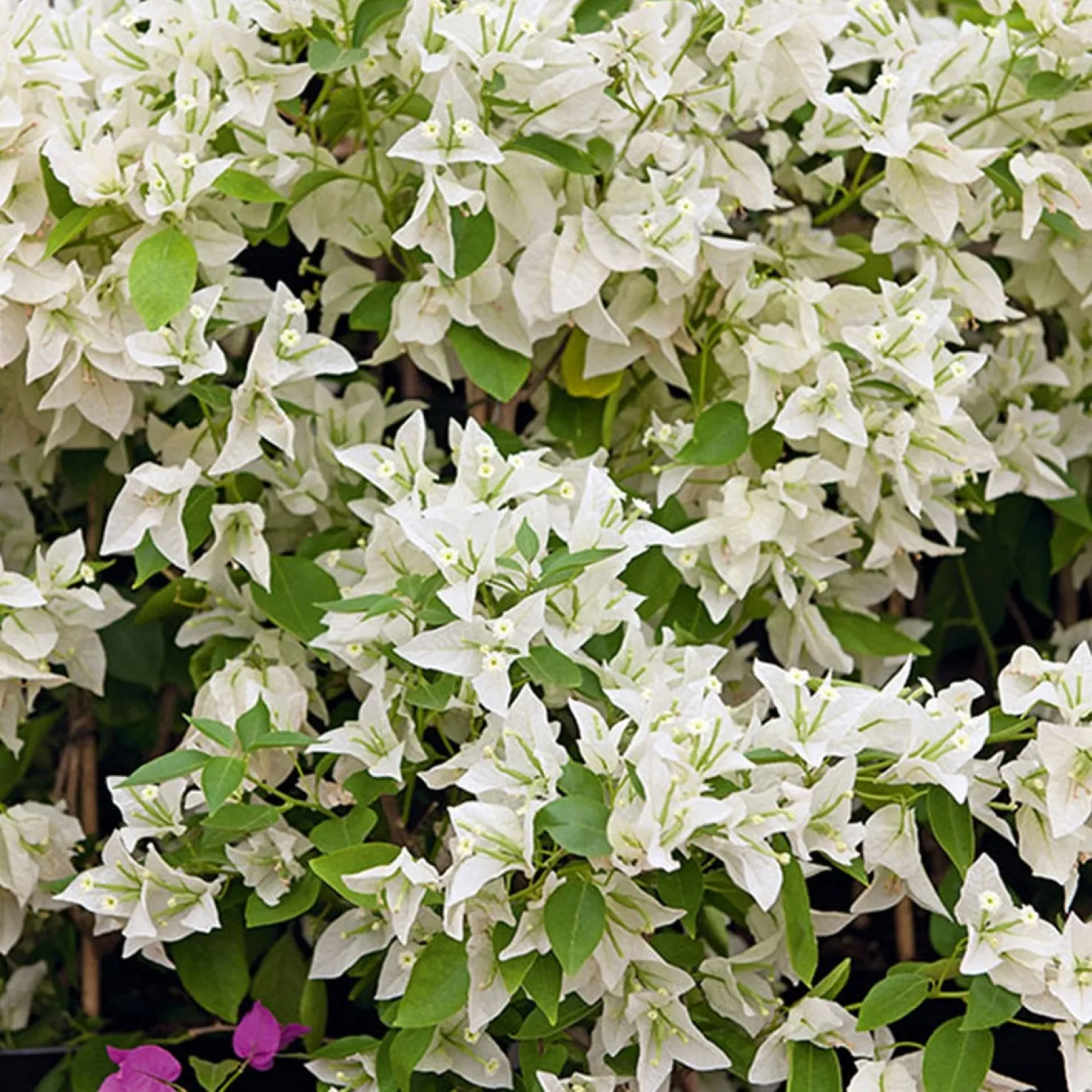 Bougainvillea weiß - Weiße Blütenwolke garantiert