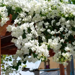 Bougainvillea weiß - Weiße Blütenwolke garantiert