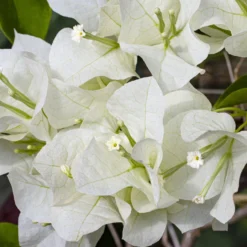 Bougainvillea weiß - Weiße Blütenwolke garantiert