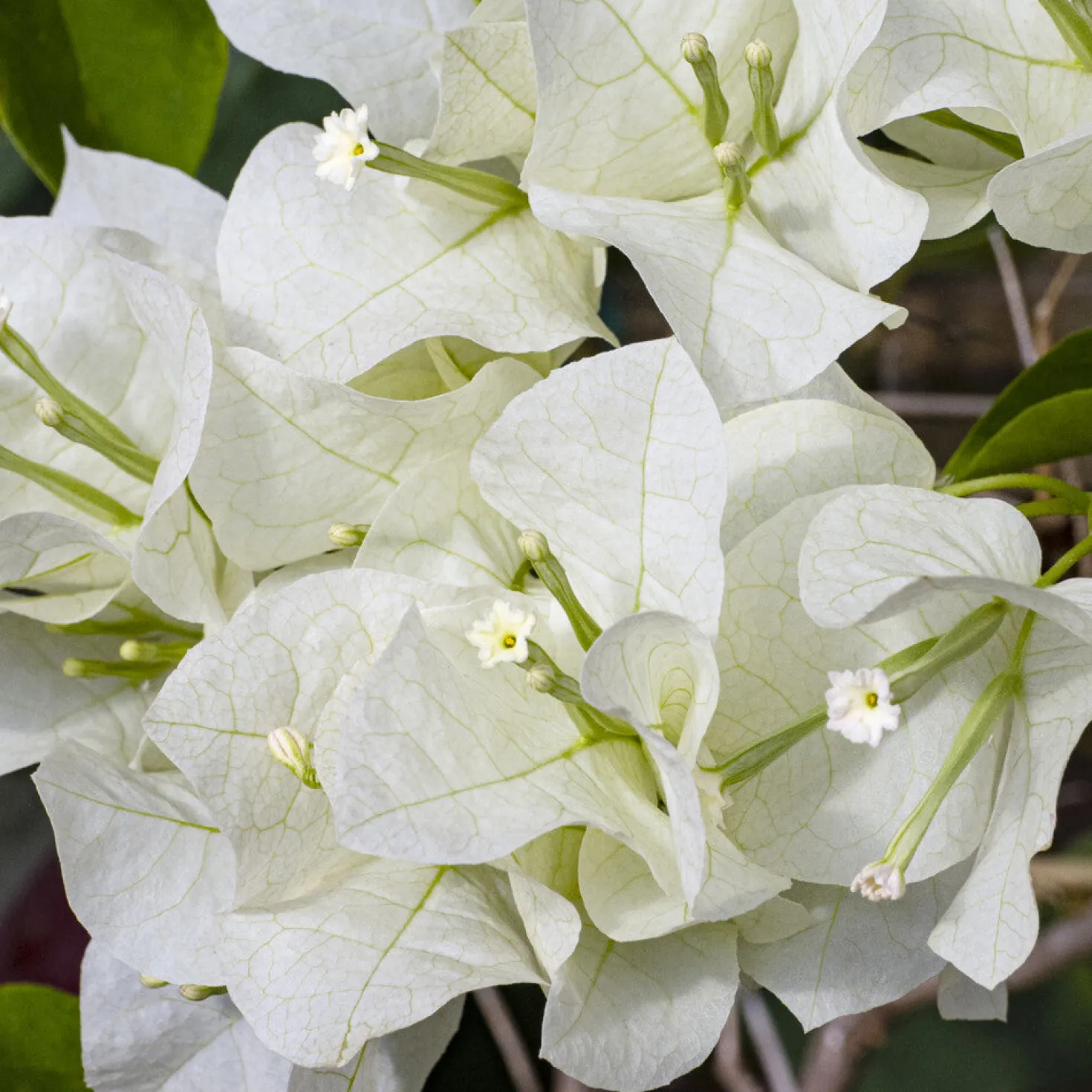 Bougainvillea weiß - Weiße Blütenwolke garantiert