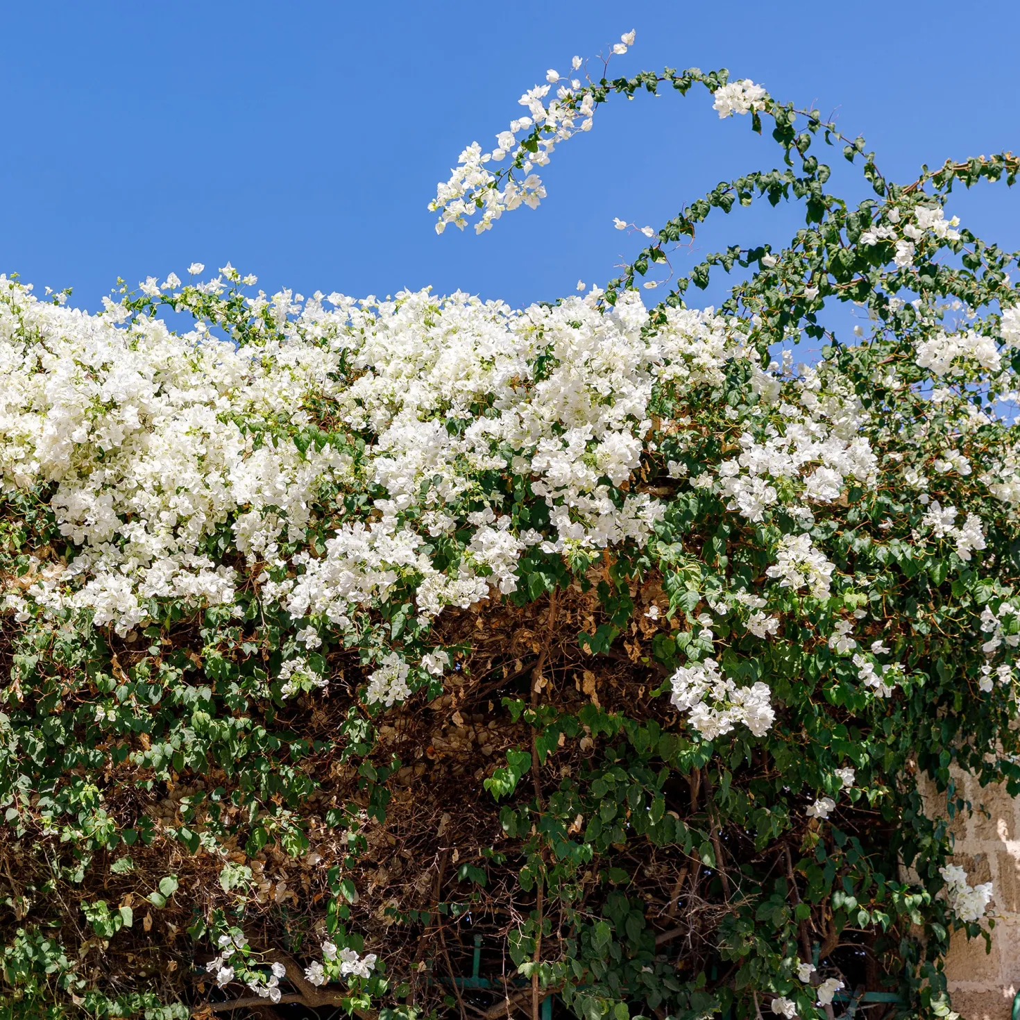 Bougainvillea weiß - Weiße Blütenwolke garantiert