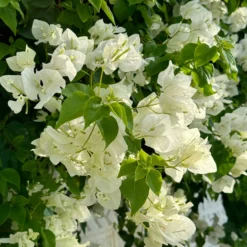Bougainvillea weiß - Weiße Blütenwolke garantiert