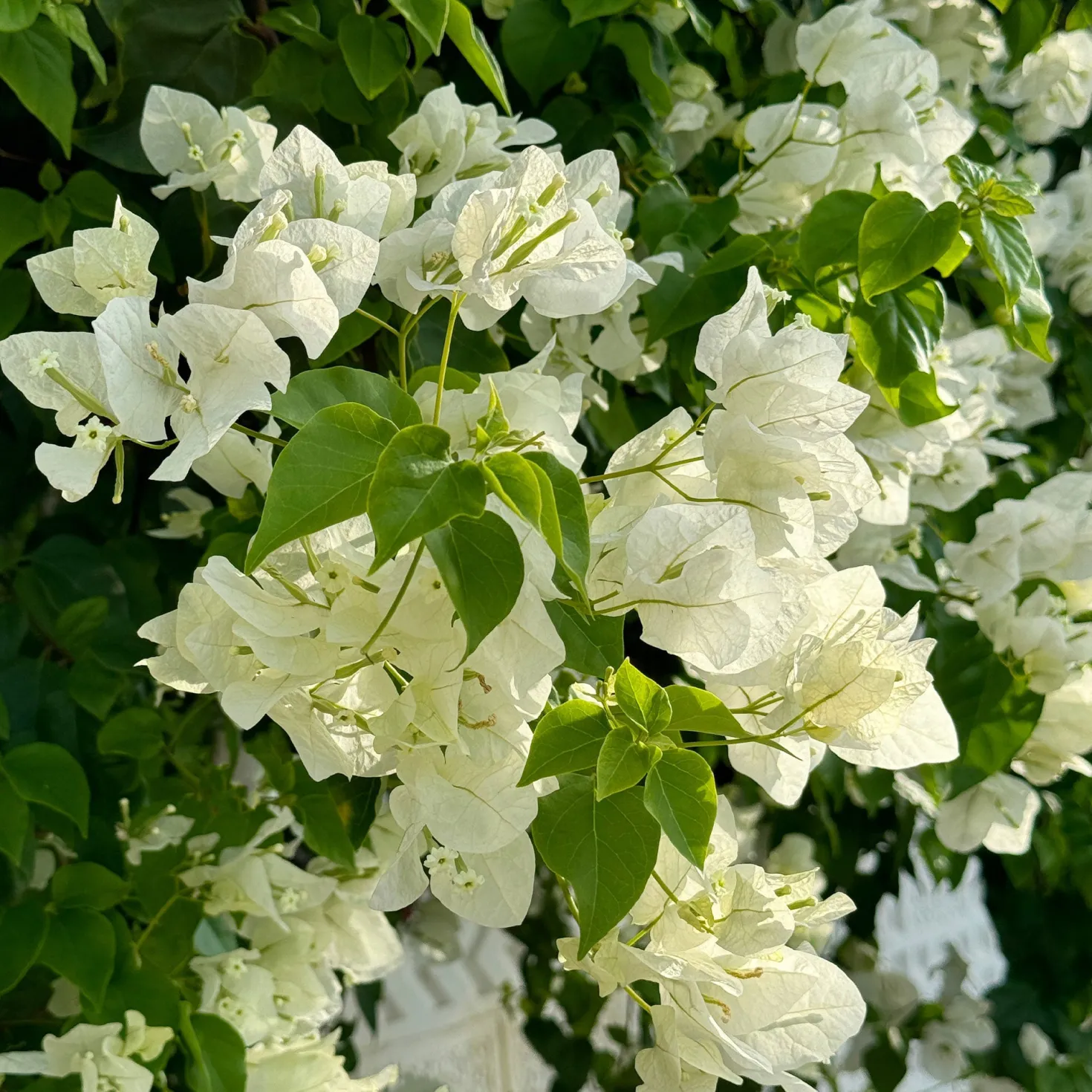 Bougainvillea weiß - Weiße Blütenwolke garantiert