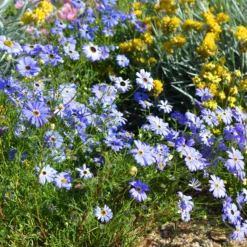 Brachyscome blau - Blaue Blütenwolke ganz einfach