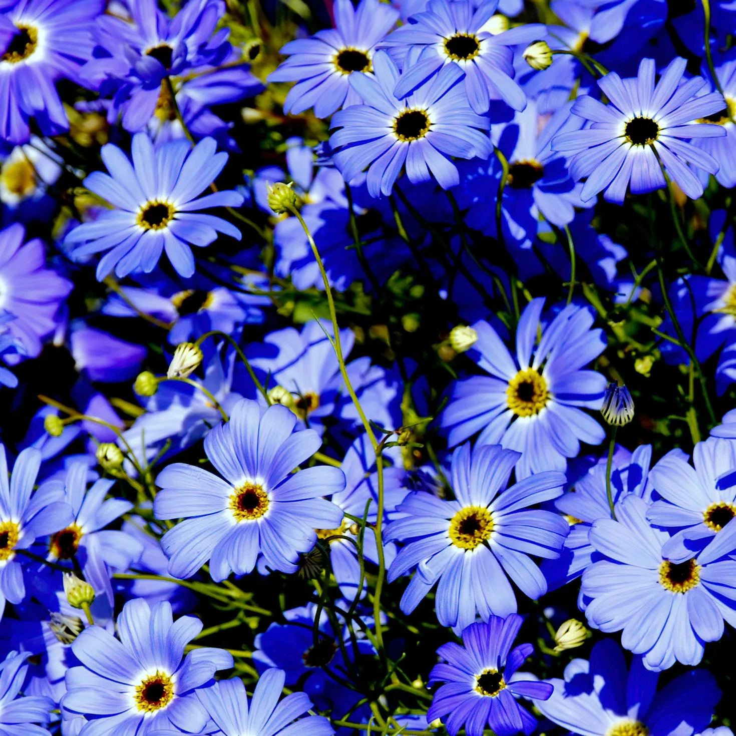 Brachyscome blau - Blaue Blütenwolke ganz einfach