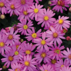 Brachyscome magenta (x3) - Blütenteppich den ganzen Sommer