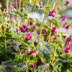 Brauner Storchschnabel Samobor - Blüten für den Schatten