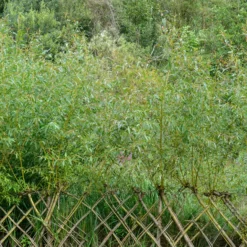 Braune Weide (Salix triandra) - Sichtschutz in Rekordzeit