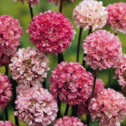 Breitblättrige Grasnelke Ballerina Lilac - Blüht bis in den Herbst