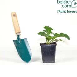 Bärenklau ‘Rue Ledan’ - Grüne Blätter, weiße Blüten