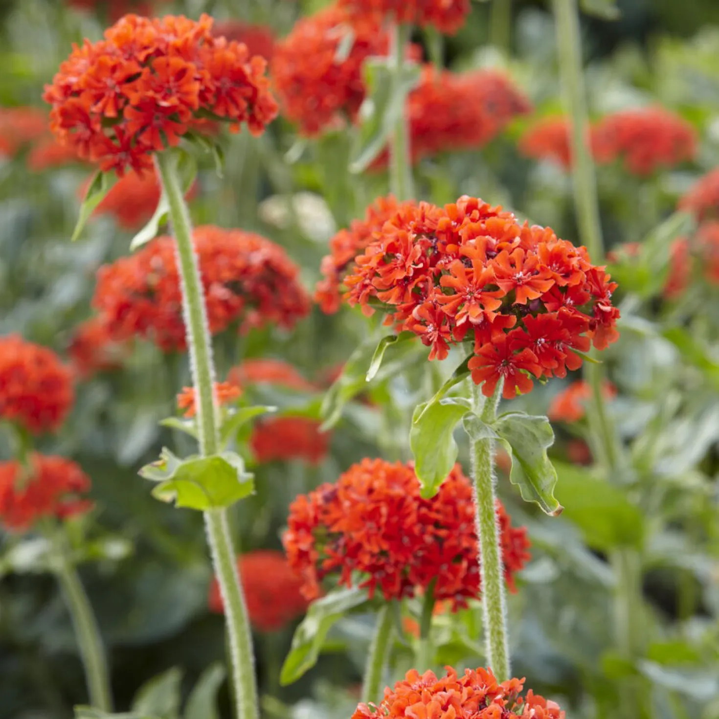 Brennende Liebe - Feuriges Orange im Beet