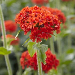 Brennende Liebe - Feuriges Orange im Beet