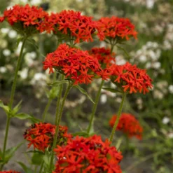 Brennende Liebe - Feuriges Orange im Beet