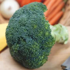 Brokkoli ‘Calabrese Natalino’ - Zarte Röschen, lange Ernte