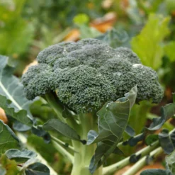 Brokkoli ‘Calabrese Natalino’ - Zarte Röschen, lange Ernte