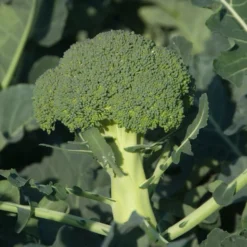 Brokkoli ‘Calabrese Natalino’ - Zarte Röschen, lange Ernte