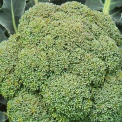 Brokkoli ‘Calabrese Natalino’ - Zarte Röschen, lange Ernte