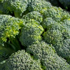 Brokkoli ‘Calabrese Natalino’ Bio - Frischer Brokkoli vom Beet