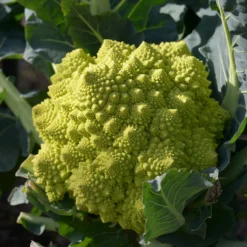 Brokkoli ‘Romanesco’ - Ernte wie ein Kunstwerk