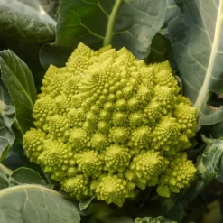 Brokkoli ‘Romanesco’ - Ernte wie ein Kunstwerk
