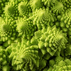Brokkoli ‘Romanesco’ - Ernte wie ein Kunstwerk