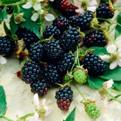 Brombeere Dirksen - Süße Ernte ganz ohne Dornen