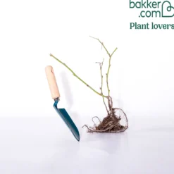 Brombeere Dirksen - Süße Ernte ganz ohne Dornen