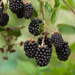 Brombeere Loch Ness - Süße Ernte, keine Dornen