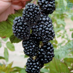 Brombeere 'Triple Crown' - Dicke Beeren, keine Dornen