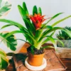 Bromelie Orange - Sofort tropisches Flair