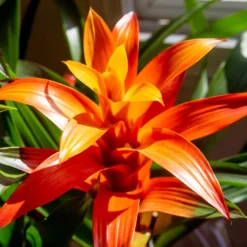 Bromelie Orange - Sofort tropisches Flair
