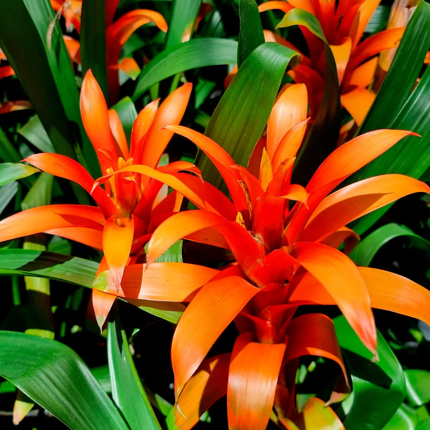 Bromelie Orange - Sofort tropisches Flair
