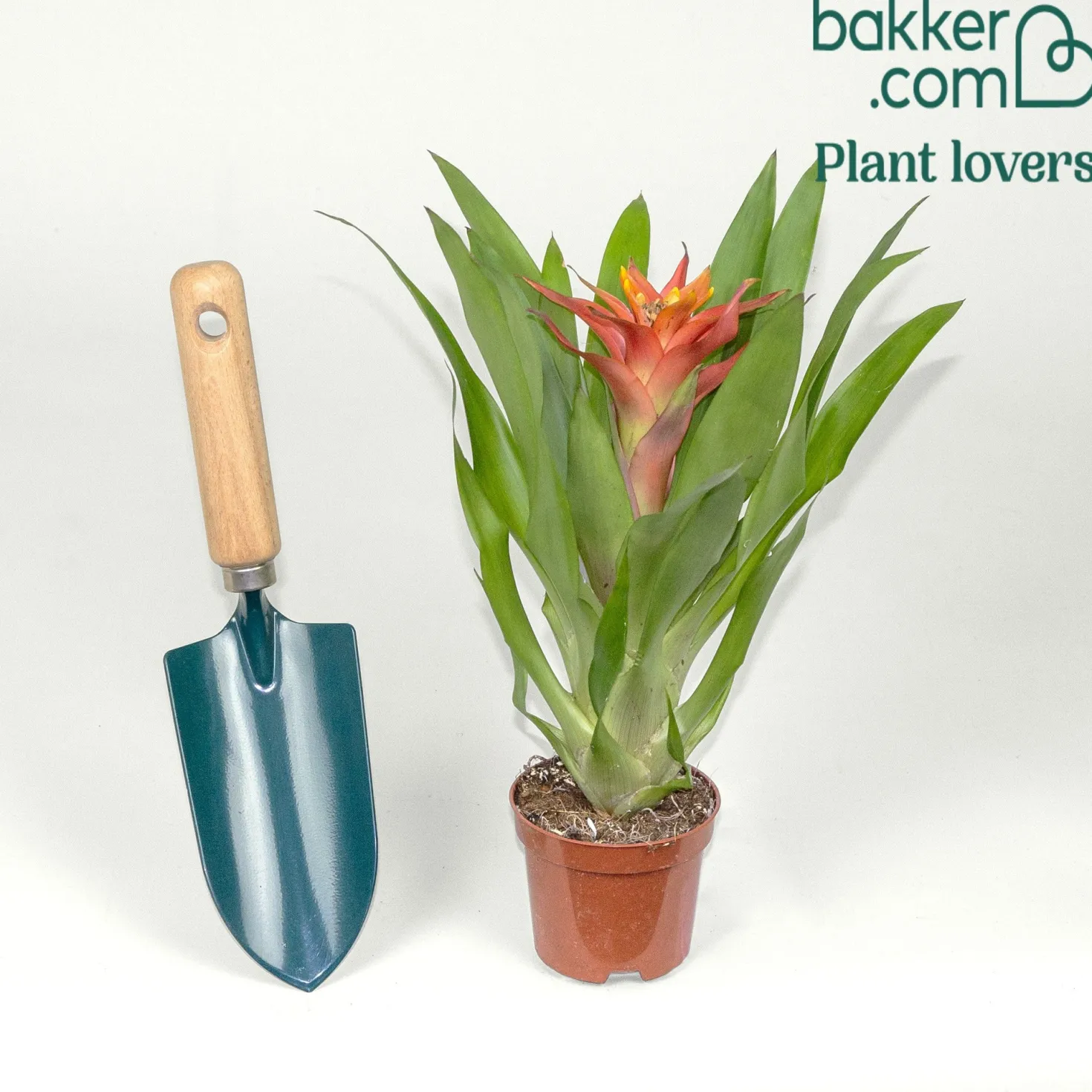 Bromelie Orange - Sofort tropisches Flair