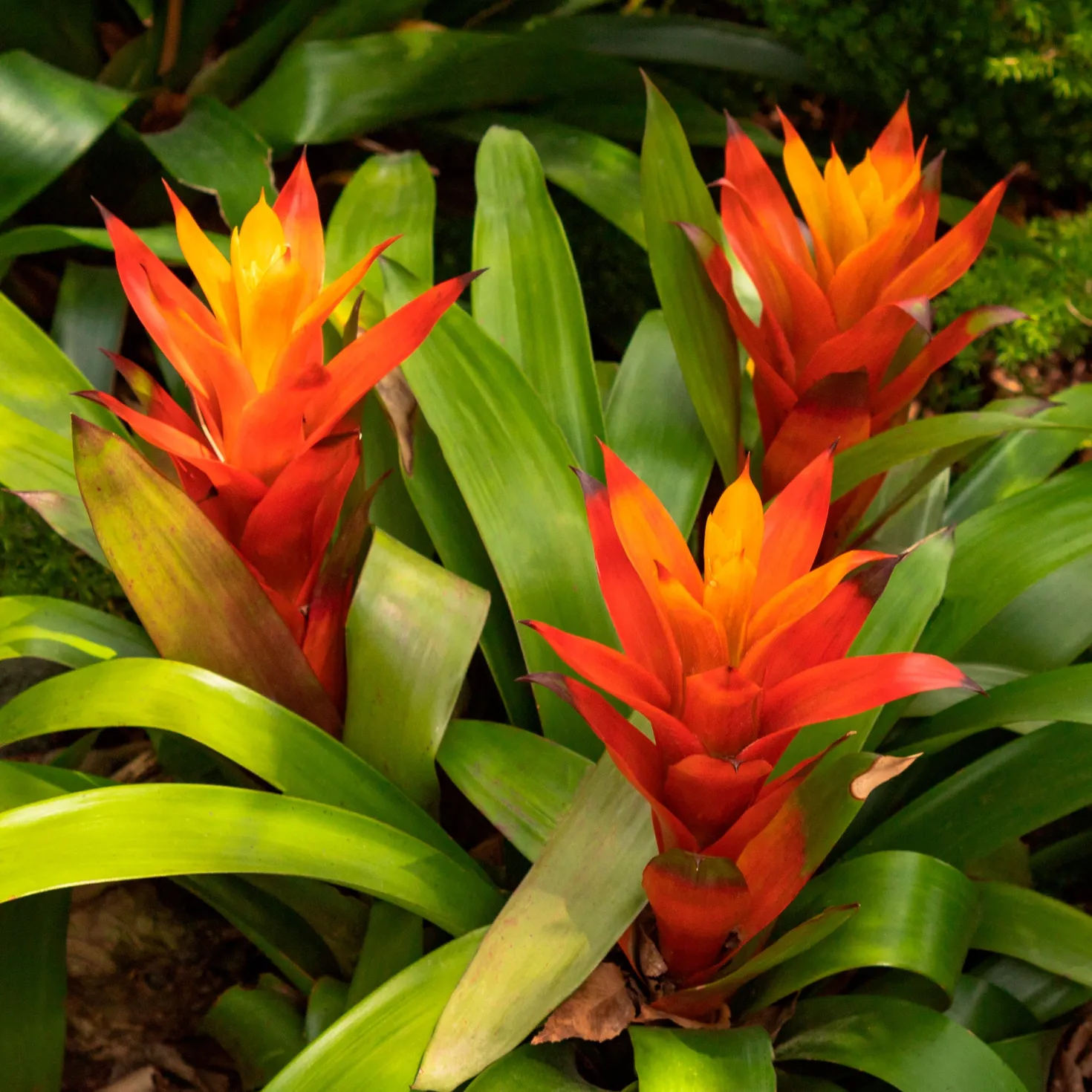 Bromelie Orange - Sofort tropisches Flair