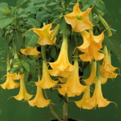 Brugmansia-Sammlung: Rot und Gold, Gelb, Rosa. (x3) - Spektakuläre und duftende Blüten