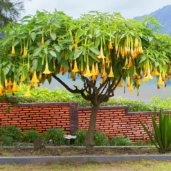 Brugmansia-Sammlung: Rot und Gold, Gelb, Rosa. (x3) - Spektakuläre und duftende Blüten
