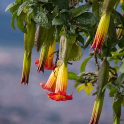 Brugmansia-Sammlung: Rot und Gold, Gelb, Rosa. (x3) - Spektakuläre und duftende Blüten